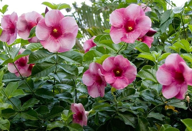 onde plantar flores taça de vinho