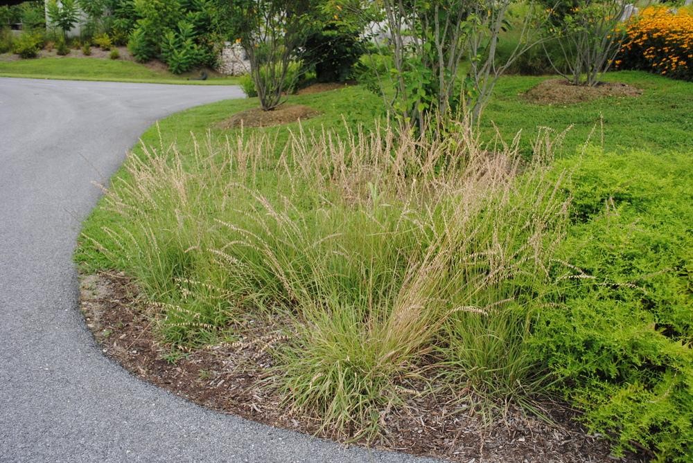 onde plantar grama bluestem