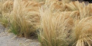 onde plantar grama de junco