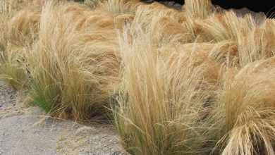 onde plantar grama de junco