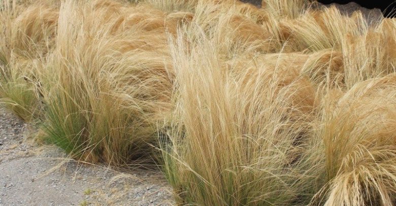 onde plantar grama de junco