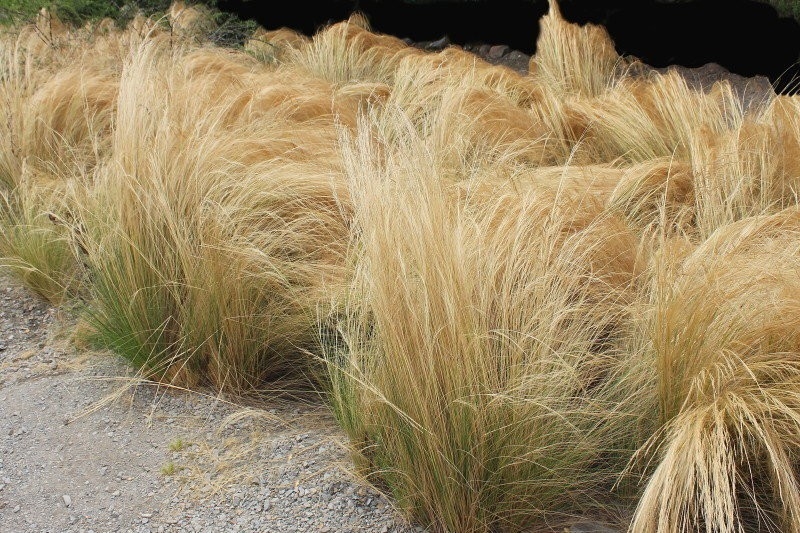 onde plantar grama de junco