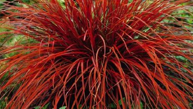 onde plantar grama de sangue