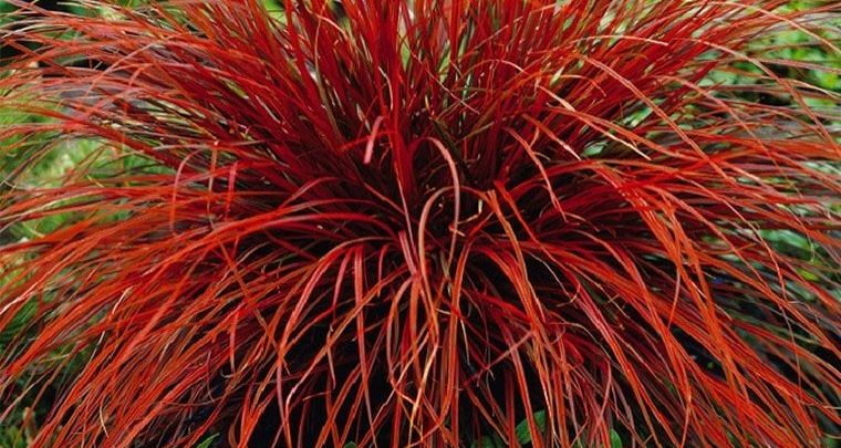 onde plantar grama de sangue