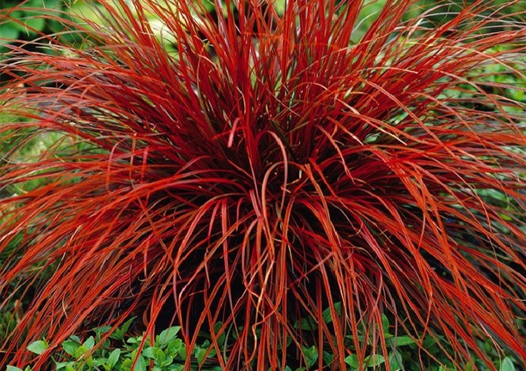 onde plantar grama de sangue