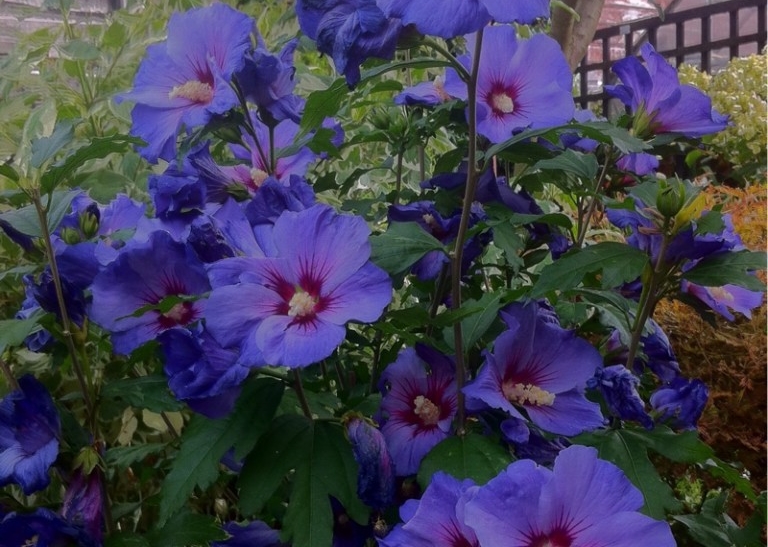 onde plantar hibisco azul