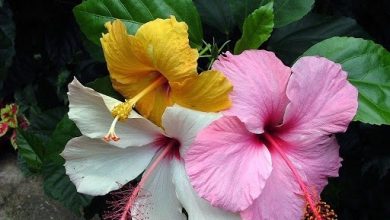 onde plantar hibisco perene