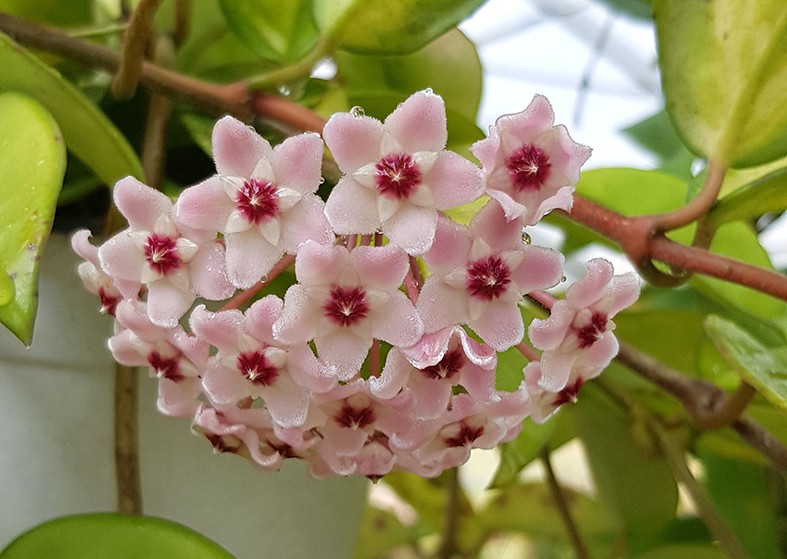 onde plantar hoya carnosa