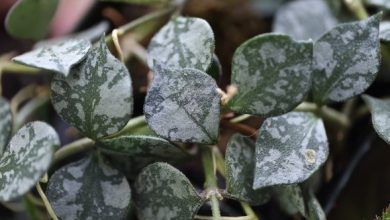 onde plantar hoya curtisii