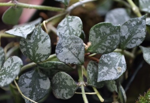 onde plantar hoya curtisii