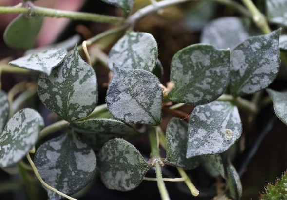 onde plantar hoya curtisii