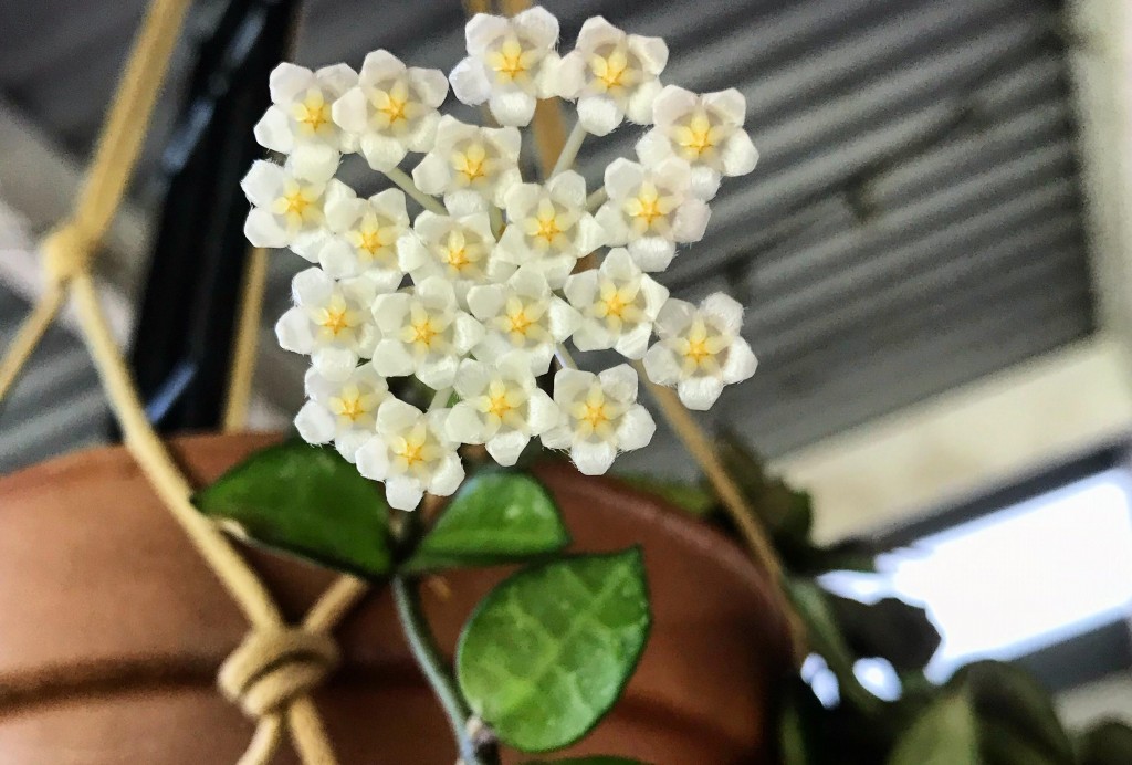 onde plantar hoya lacunosa