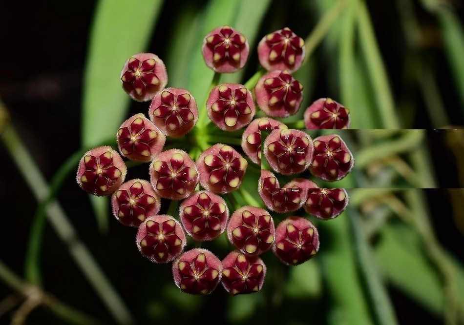 onde plantar hoya wayetii