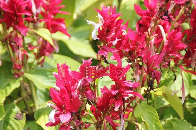 onde plantar manto vermelho brasileiro