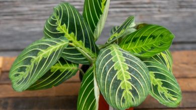 onde plantar maranta leuconeura