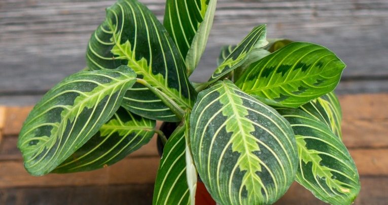 onde plantar maranta leuconeura
