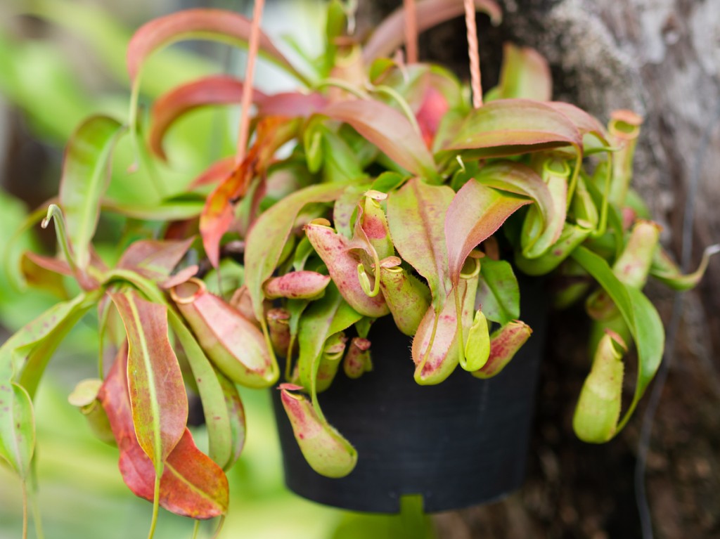 onde plantar nepenthes