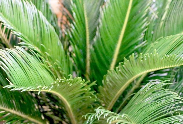 onde plantar palmeira cica