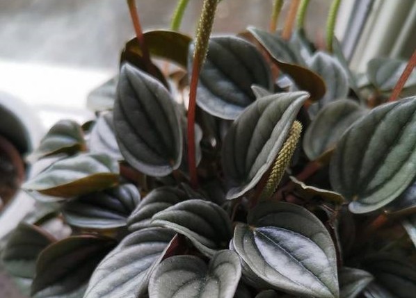 onde plantar peperomia albovittata