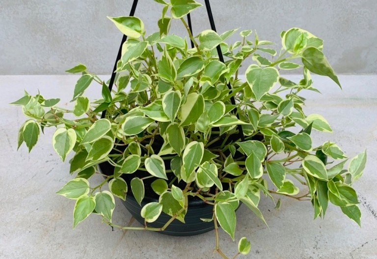 onde plantar peperomia serpens