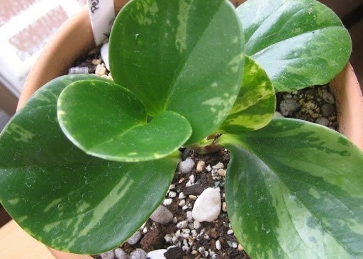 onde plantar peperomia