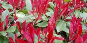 onde plantar photinia