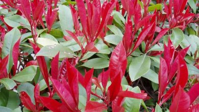 onde plantar photinia