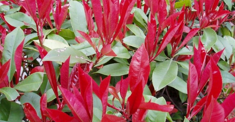 onde plantar photinia
