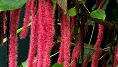 onde plantar planta chenille