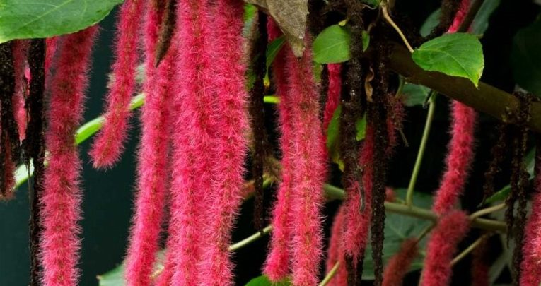 onde plantar planta chenille