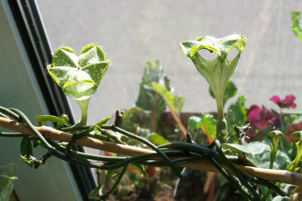 onde plantar planta do paraquedas