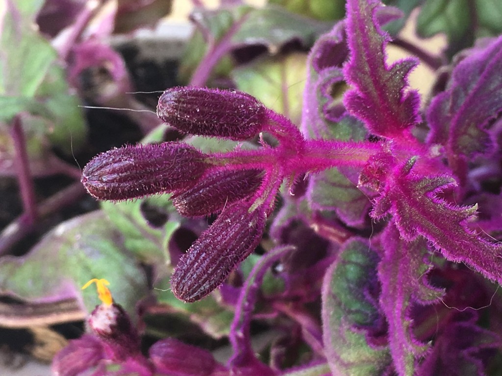 onde plantar planta folha de veludo