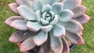 onde plantar planta opalina
