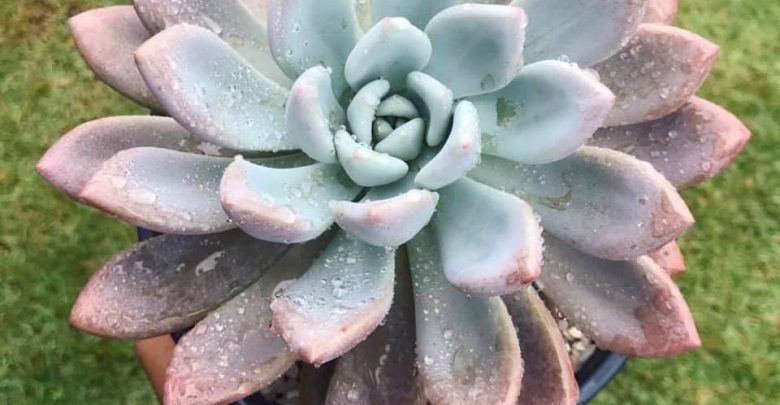onde plantar planta opalina