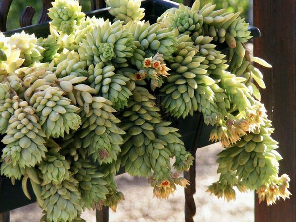 onde plantar planta rabo de burro