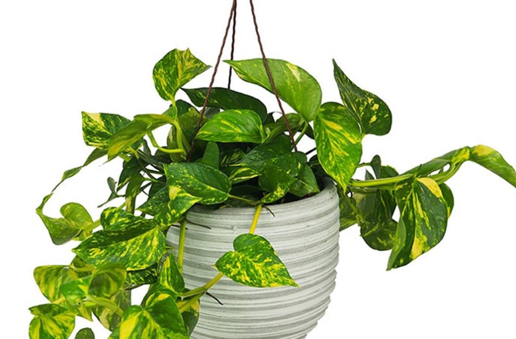 onde plantar pothos dourado