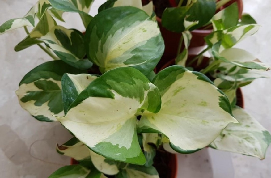 onde plantar pothos