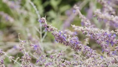 onde plantar salvia russa