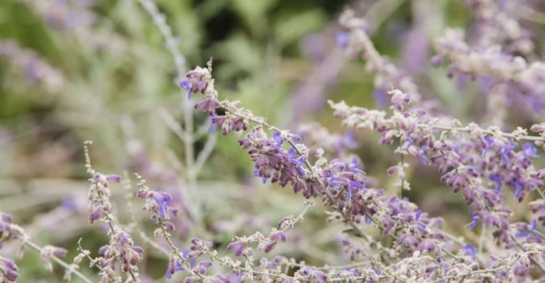 onde plantar salvia russa