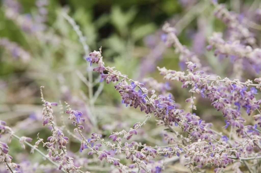 onde plantar salvia russa