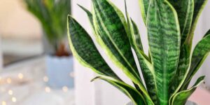 onde plantar sansevieria