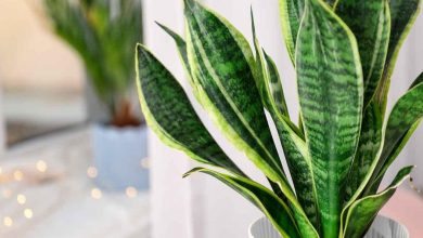 onde plantar sansevieria