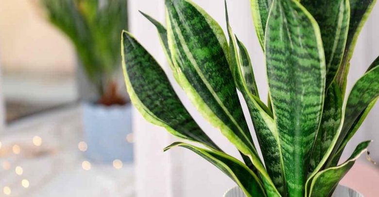 onde plantar sansevieria