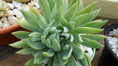 onde plantar sedeveria