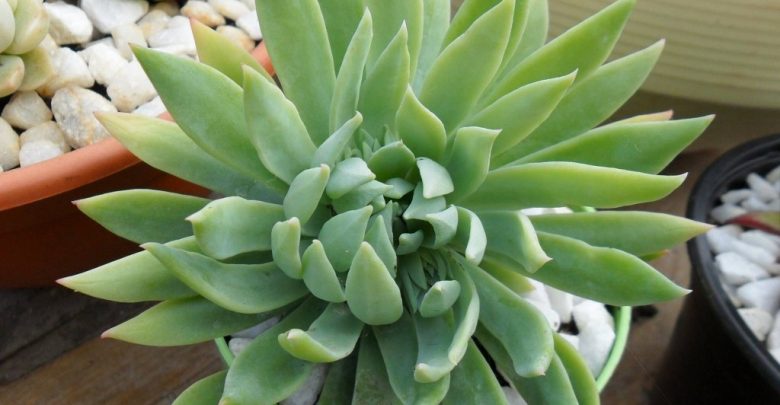 onde plantar sedeveria
