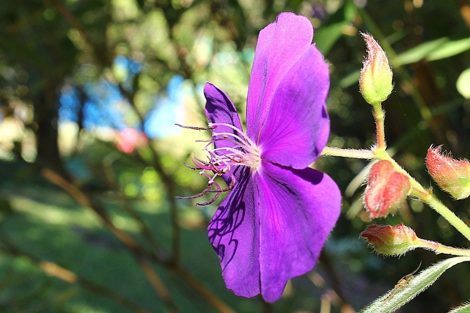 onde plantar tibouchina