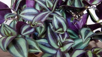onde plantar tradescantia zebrina