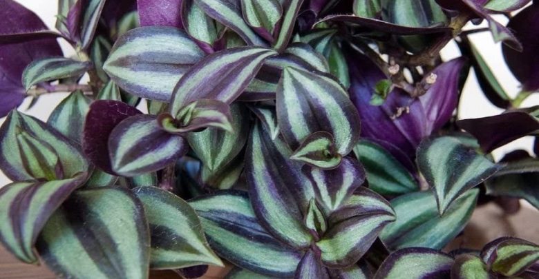 onde plantar tradescantia zebrina