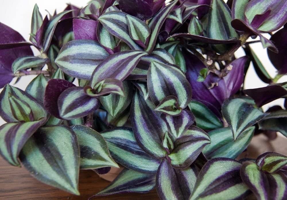 onde plantar tradescantia zebrina