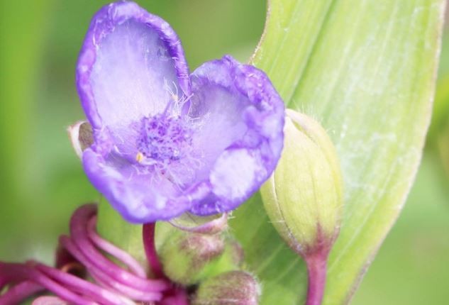 onde plantar tradescantia